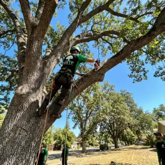 Certified arborist climbing a DeLand oak tree with chainsaw