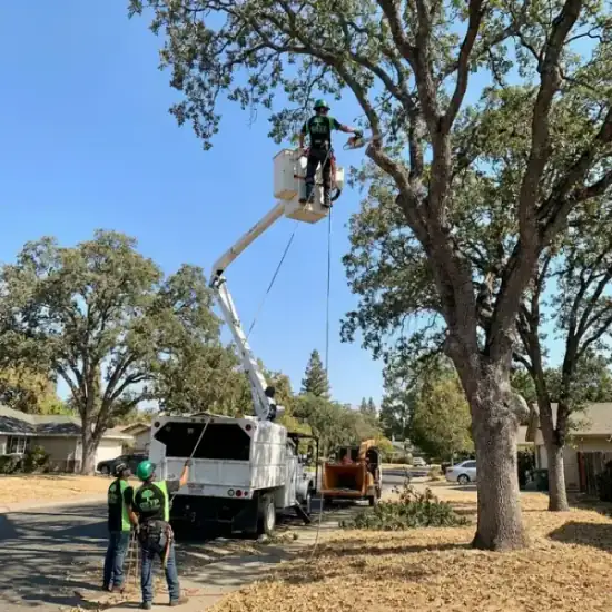 Bucket truck trimming a large oak tree in DeLand
