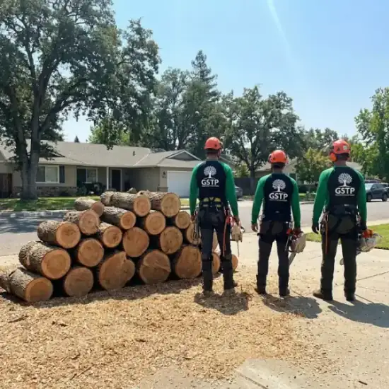 Freshly cut oak logs from a DeLand tree removal